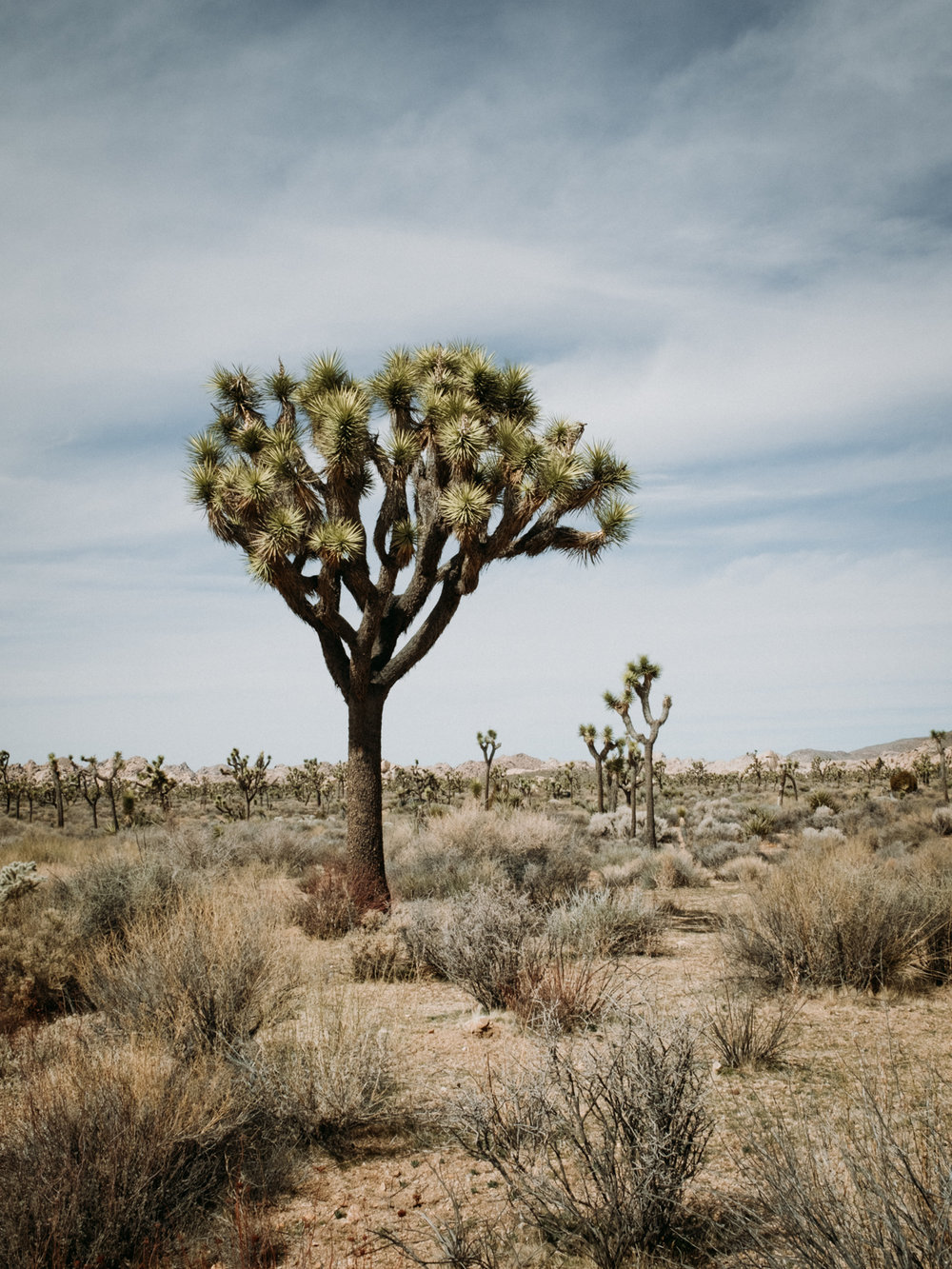 Seasonal Guide to Weather in Joshua Tree International Travelers House