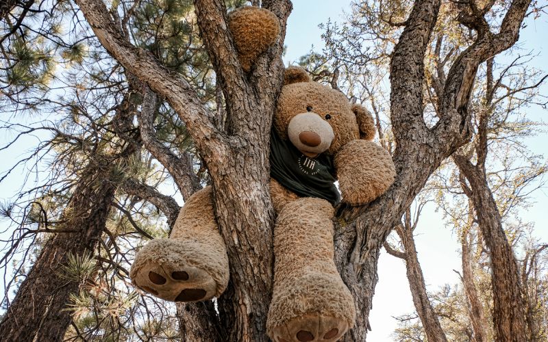 big bear in june 