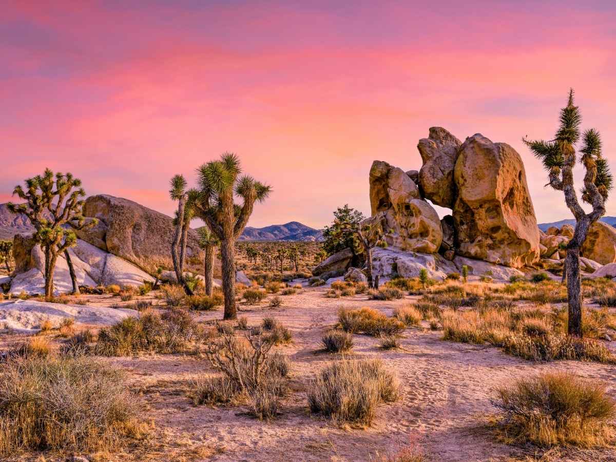 joshua tree