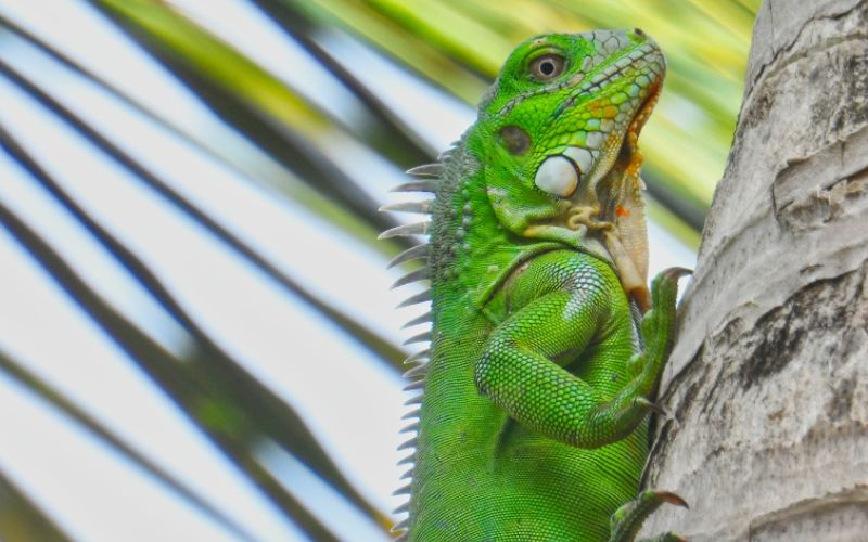 Sayulita Iguana