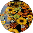 Jodie Paschall-Majerus profile picture